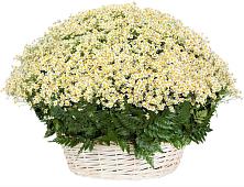 Цветочная композиция из Ромашки в корзине #REPLACE_PRED# Александровской Краснодарского края